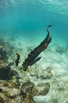 Marine iguana (Amblyrhynchus cristatus) swimming underwater, Sullivan Bay, Santiago Island
