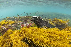 Algae Gallery: Marine iguana (Amblyrhynchus cristatus) in water, Puerto Egas, Santiago Island, Galapagos