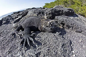 Images Dated 3rd June 2010: Marine iguanas (Amblyrhynchus cristatus) basking on volcanic rock, Punta Espinosa