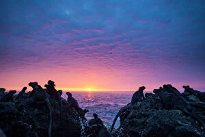 Pacific Ocean Gallery: Marine iguanas (Amblyrhynchus cristatus) silhouettes at sunset, Punta Vicente Roca