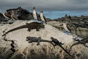 Galapagos Prints: Marine iguanas (Amblyrhynchus cristatus) and Blue-footed boobies (Sula nebouxii) resting on lava rocks along the shore