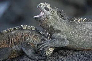 Marine iguanas (Amblyrhynchus cristatus) fighting, Punta Gavilanes, Fernandina Island