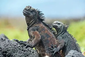 Oreocephalus Cristatus Prints: Marine iguanas (Amblyrhynchus cristatus) resting on rocks, Floreana Island, Galapagos
