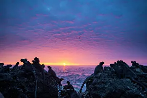 Reptile Prints: Marine iguanas (Amblyrhynchus cristatus) silhouettes at sunset, Punta Vicente Roca