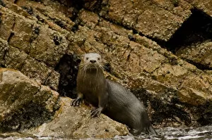 Images Dated 13th August 2008: Marine otter (Lontra felina) female on coastal rocks, Paracas National Reserve, Peru