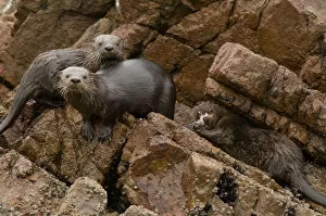 Images Dated 13th August 2008: Marine otter (Lontra felina) female and cubs on coastal rocks, Paracas National Reserve
