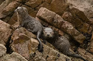 Images Dated 13th August 2008: Marine otter (Lontra felina) female and cubs on coastal rocks, Paracas National Reserve