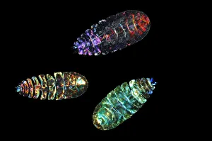 Deep Sea Collection: Marine planktonic Copepod (Sapphirina sp.) brightly coloured copepods