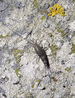 Life On Earth Prints: Marine springtail / bristletail (Petrobius maritimus) adult resting on stones, Lough Muree