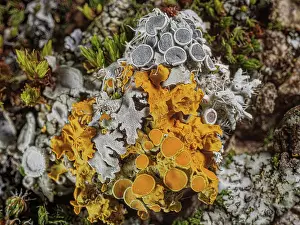 Umbria Prints: Marine sunburst lichen (Xanthoria parietina) with grey (Lecanora badia) lichen showing their fruiting bodies
