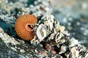 Protector Prints: Marine worm (Eupolymnia nebulosa) covering its body with pebbles and fragments for camouflage and protection