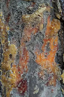 Gymnosperm Prints: Maritime pine (Pinus pinea) tree bark with solidified resin following resin tapping