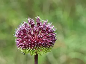 Lilianae Prints: Maritime wild leek (Allium commutatum) flowering on a coastal hillside, Corfu, Greece. May