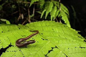 Maritime worm salamander (Oedipina maritima) resting on leaf, Escudo de Veraguas Island, Panama. Endemic species of lungless salamander