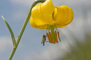 Images Dated 9th June 2019: Marmalade hoverfly (Episyrphus balteatus) feeding on Golden apple (Lilium carniolicum) pollen