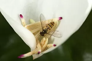 Images Dated 9th June 2019: Marmalade hoverfly (Episyrphus balteatus) feeding on pollen on fallen Southern magnolia