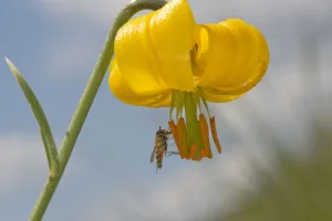Syrphidae Prints: Marmalade hoverfly (Episyrphus balteatus) feeding on Golden apple (Lilium carniolicum) pollen