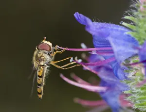 Marmalade hoverfly (Episyrphus balteatus) feeding on pollen on Vipers bugloss