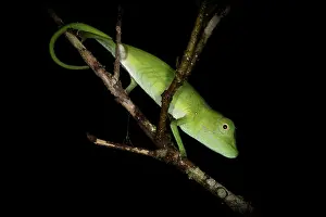 Squamata Prints: Marojejy chameleon (Calumma marojezense) resting on a branch at night