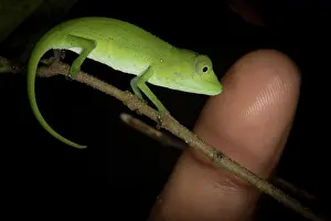 Squamata Prints: Marojejy chameleon (Calumma marojezense) resting on branch at night with human finger for size comparison