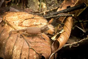 Squamata Prints: Marojejy leaf chameleon (Brookesia griveaudi) camouflaged among dried leaves