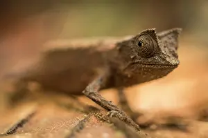 Squamata Prints: Marojejy leaf chameleon (Brookesia griveaudi) portrait, Marojejy National Park, Madagascar