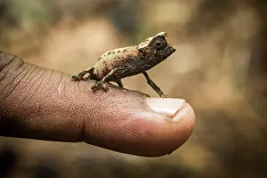 Squamata Prints: Marojejy leaf chameleon (Brookesia griveaudi) resting on a human finger