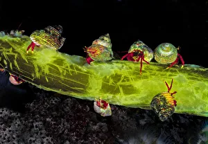 Maroon hermit crabs (Pagurus hemphilli) in shells of Blue Topsnail (Calliostoma ligatum