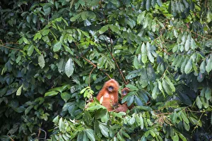 Tree Canopies Prints: Maroon / Red leaf monkey / Langur (Presbytis rubicunda) eating fruits in tree, Danum