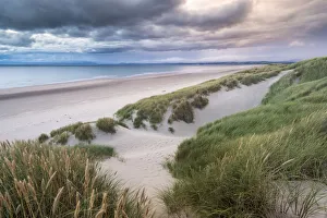 Marram grass and sand dunes, Harlech, Wales, UK, September 2013