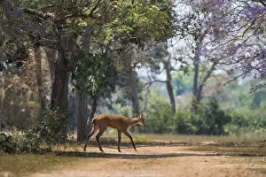 Marsh deer (Blastocerus dichotomus) walking across track in forest. Pantanal, Mato Grosso, Brazil