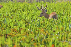 Antler Gallery: Marsh deer (Blastocerus dichotomus) walking through vegetation, Pocone, Brazil
