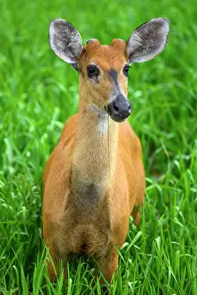 Marsh deer (Blastocerus dichotomus) juvenile male, standing in swampland vegetation, Refugio Ecologico Caiman, Mato Grosso do Sul, Pantanal, Brazil