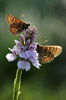 Butterflies Prints: Marsh fritillary butterflies (Euphydryas aurinia) on Heath orchid (Dactylorhiza incarnata)