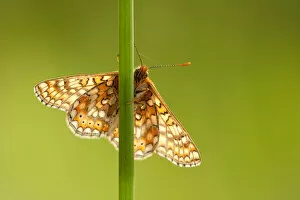 Images Dated 1st June 2011: Marsh fritillary butterfly {Euphydrayas aurinia} backlit on plant stem, Dunsdon, near Holsworthy