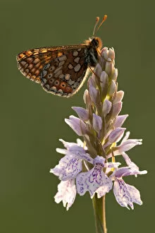 Images Dated 2nd June 2011: Marsh fritillary butterfly {Euphydrayas aurinia} on Spotted heath orchid (Dactylorhiza maculata)