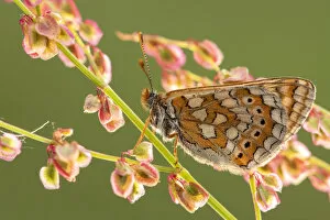 2020 June Highlights Gallery: Marsh fritillary butterfly (Euphydrayas aurinia) on sorrel (Rumex acetosa), Dunsdon