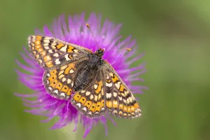 Melitaea Valentini Prints: Marsh fritillary butterfly (Euphydrayas aurinia) feeding on Meadow thistle flower