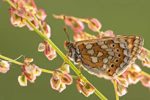 Melitaea Valentini Prints: Marsh fritillary butterfly (Euphydrayas aurinia) on sorrel (Rumex acetosa), Dunsdon