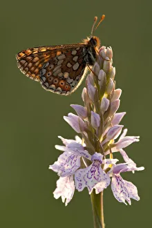 Lepidoptera Prints: Marsh fritillary butterfly {Euphydrayas aurinia} on Spotted heath orchid (Dactylorhiza maculata)