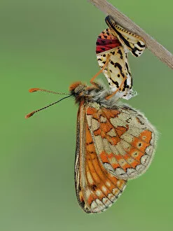 February 2023 Highlights Collection: Marsh fritillary butterfly (Euphydryas aurinia), imago stage, hanging from chrysalis