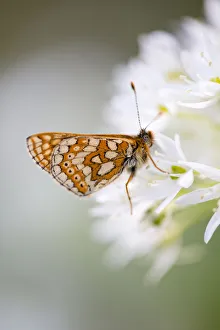 Papilionoidea Prints: Marsh fritillary butterfly (Euphydryas aurinia) feeding on Wild garlic / Ramsons