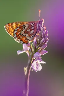 Fourfooted Butterfly Prints: Marsh fritillary butterfly (Euphydryas aurinia) resting on Spotted heath orchid (Dactylorhiza maculata)