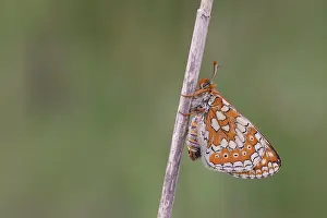 Fourfooted Butterfly Prints: Marsh fritillary butterfly (Euphydryas aurinia) resting on stem