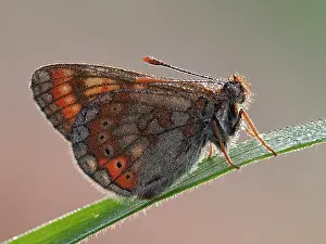 Fourfooted Butterfly Prints: Marsh fritillary butterfly (Euphydryas aurinia) roosting on blade of grass in the early morning covered in dew