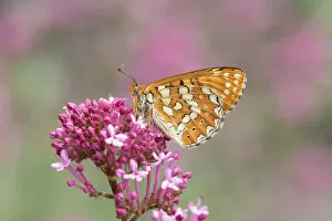 Robert Thompson Collection: Marsh fritillary (Euphydryas aurinia) on pink flower. South of Casteil, Pyrenees Orientales