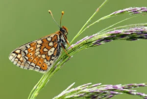 Images Dated 22nd January 2008: Marsh fritillary {Euphydryas aurinia} butterfly resting on grass, Vealand fram {Devon