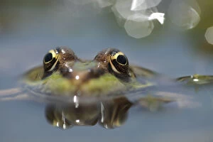 Marsh frog (Pelophylax / Rana ridibundus) head above water, Lake Macro Prespa, Stenje region