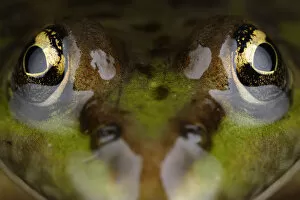 Images Dated 19th June 2009: Marsh frog (Pelophylax / Rana ridibundus) close-up of head, Stenje region, Lake Macro Prespa