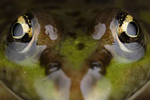 Marsh frog (Pelophylax / Rana ridibundus) close-up of head, Stenje region, Lake Macro Prespa